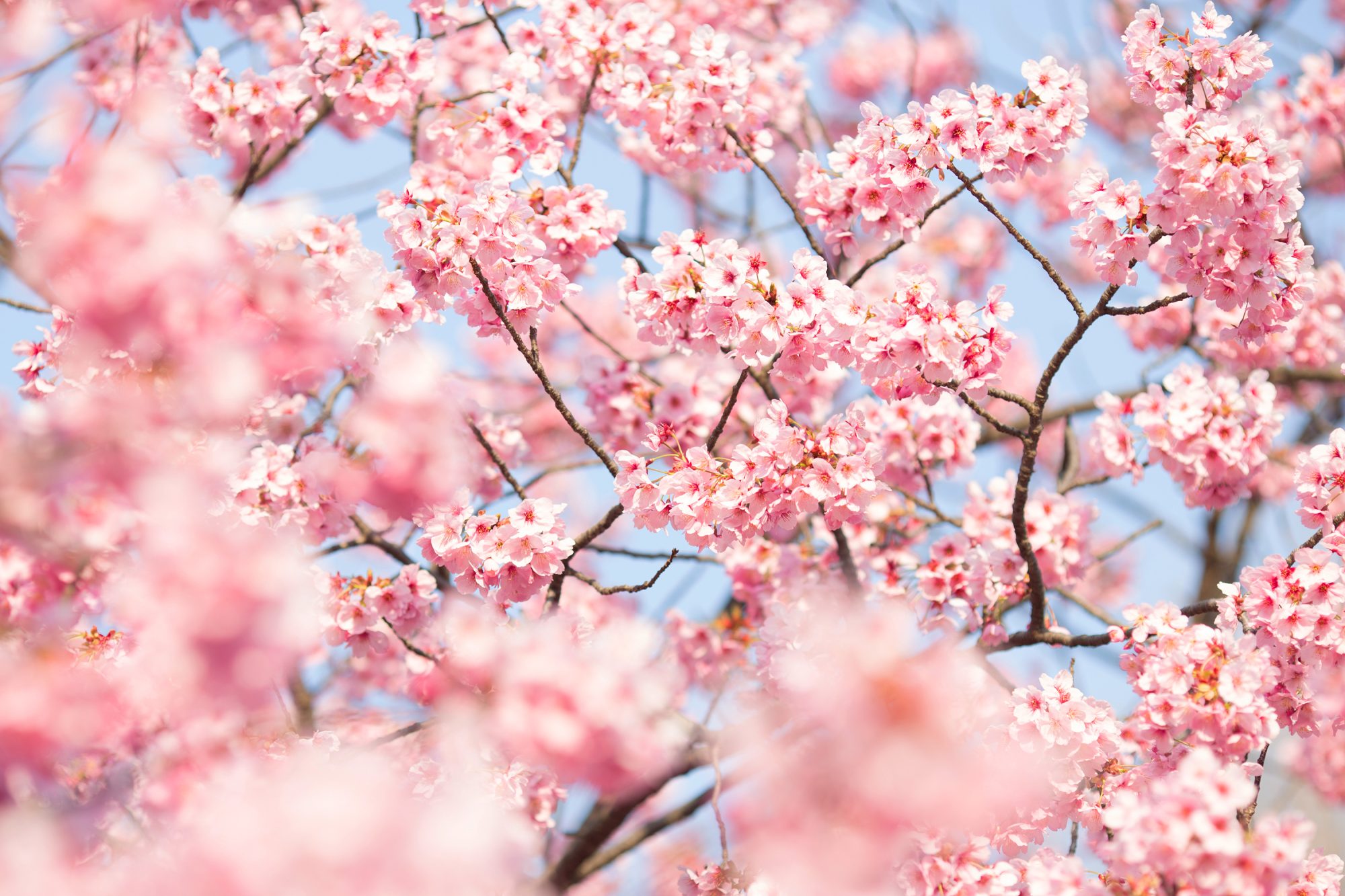 pink spring blossoms on trees
