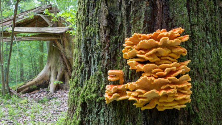 mushroom on tree