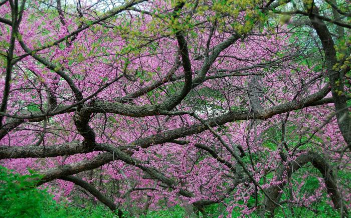 pink blossoms on tree